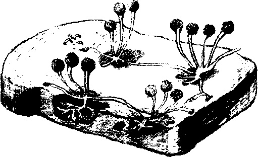 Плесень как рисовать