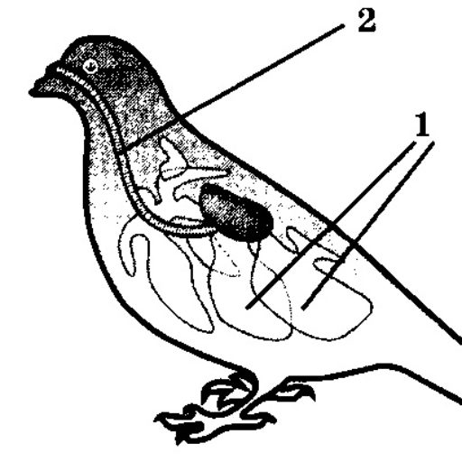 Птицы 2 вариант. Класс птицы млекопитающие. Тесты птицы млекопитающих. Органы животных рисунок. Какая система органов животного изображена на рисунке.