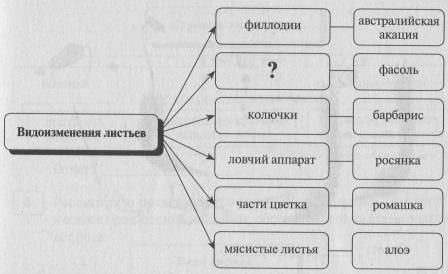 Рассмотрите предложенную схему споровые растения запишите в ответе пропущенный термин