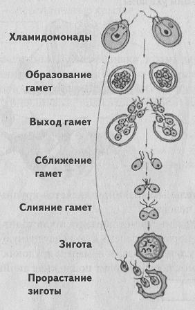 Образование зиготы при половом размножении