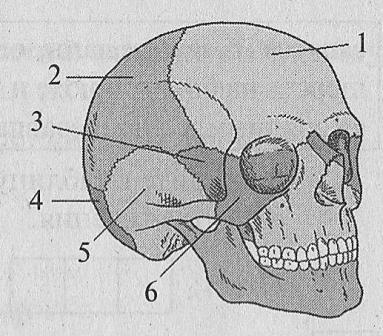 Выберите 3 верно обозначенные подписи к рисунку череп человека