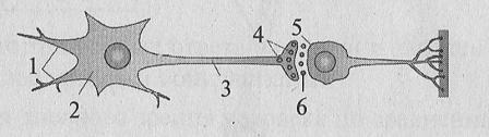 На рисунке цифрой 1 обозначен аксон