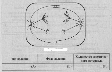 Рассмотрите рисунок с изображением фазы. Определите Тип и фазу деления. Фазы деления схема. Тип деления фаза деления количество генетического материала. Рассмотрите рисунок и определите Тип и фазу деления клетки.