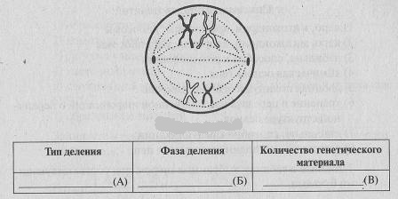 Какая фаза указана на рисунке. Тип деления фаза деления количество генетического материала. Определите Тип и фазу деления. Рассмотрите рисунок и определите Тип и фазу деления клетки. Метафаза 1 количество генетического материала.