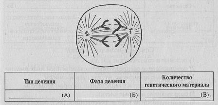 Рассмотрите рисунок и определите тип и фазу деления клетки количество генетического материала