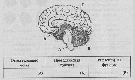 Рассмотрите рисунок головного мозга. Пять основных отделов головного мозга. Головной мозг человека строение и функции ЕГЭ. Мозжечок проводниковая функция и рефлекторная. Отделы головного мозга рефлекторные и проводниковые функции.