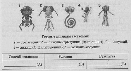 Ротовые аппараты насекомых рисунки с подписями