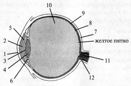 Какой цифрой на рисунке обозначена склера