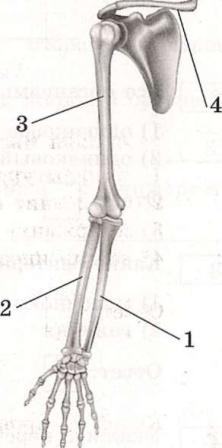 Какой цифрой на рисунке обозначена плечевая кость