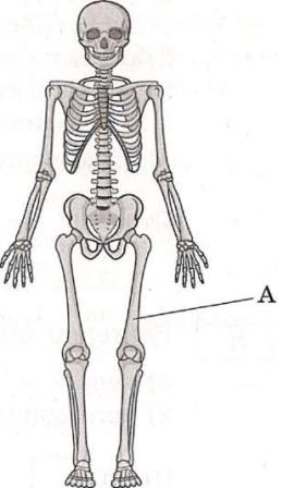 Итоговая контрольная работа по биологии 8 класс какой буквой на рисунке обозначена бедренная кость