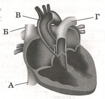 Какой буквой на рисунке обозначена камера сердца в которой заканчивается большой круг кровообращения