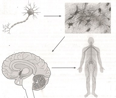 Общее свойство живых систем нервной системы. Нейрон нервная ткань головной мозг нервная система общее свойство. Нейрон, нервная система общее свойство живых систем. Что общего у нейрона нервной ткани головного мозга и нервной системы. Нейрон нервная ткань головной мозг какое общее свойство живых систем.